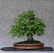 Bonsai for Beginners