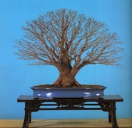 Milwaukee Bonsai Society: Spring Display of Bonsai