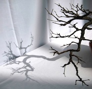 Milwaukee Bonsai Society Spring Silhouettes Exhibition